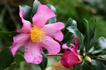 Camellia Sasanqua Camellia Sasanqua