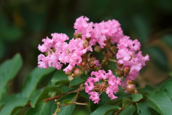 Crepe Myrtle Crepe Myrtle