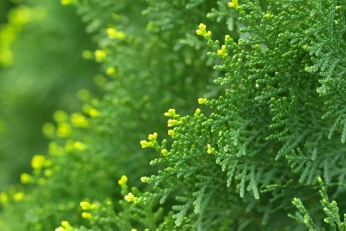 Cypress Cypress