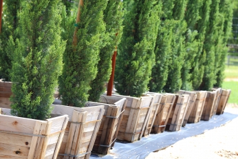 Italian Cypress Italian Cypress
