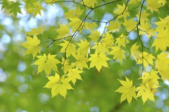 Maple Maple