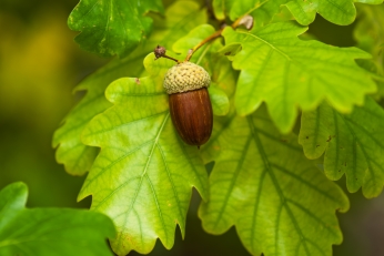 Oak Oak