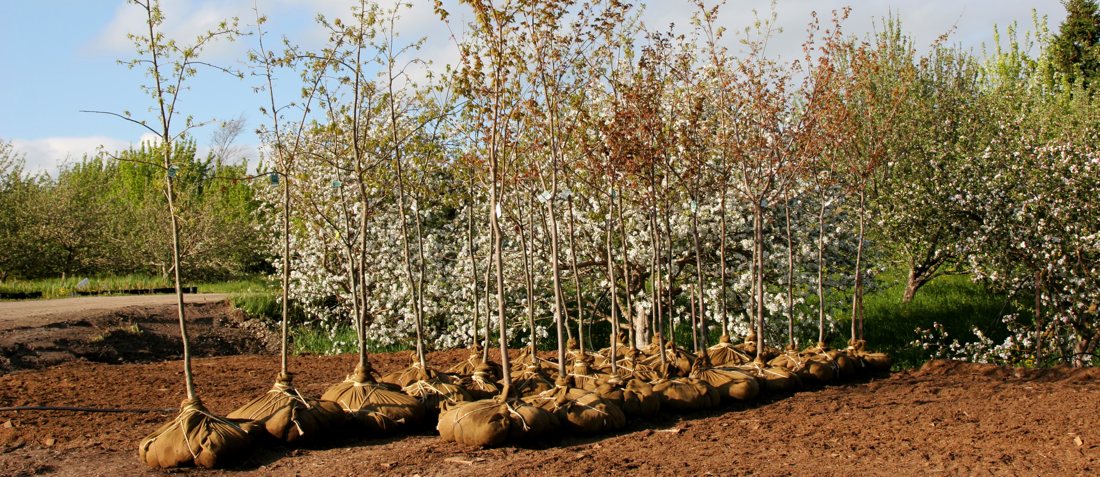 Burlap Trees
