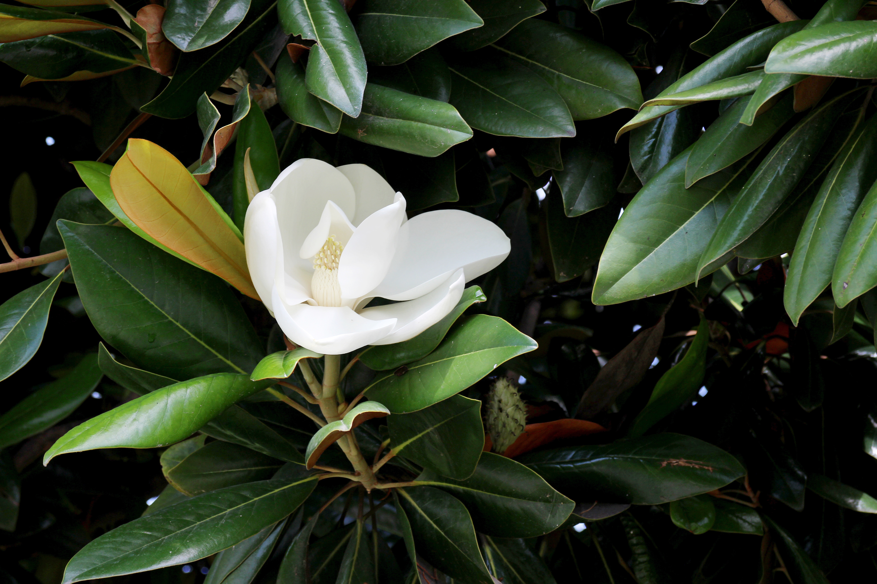 Magnolia Grandiflora Magnolia Grandiflora