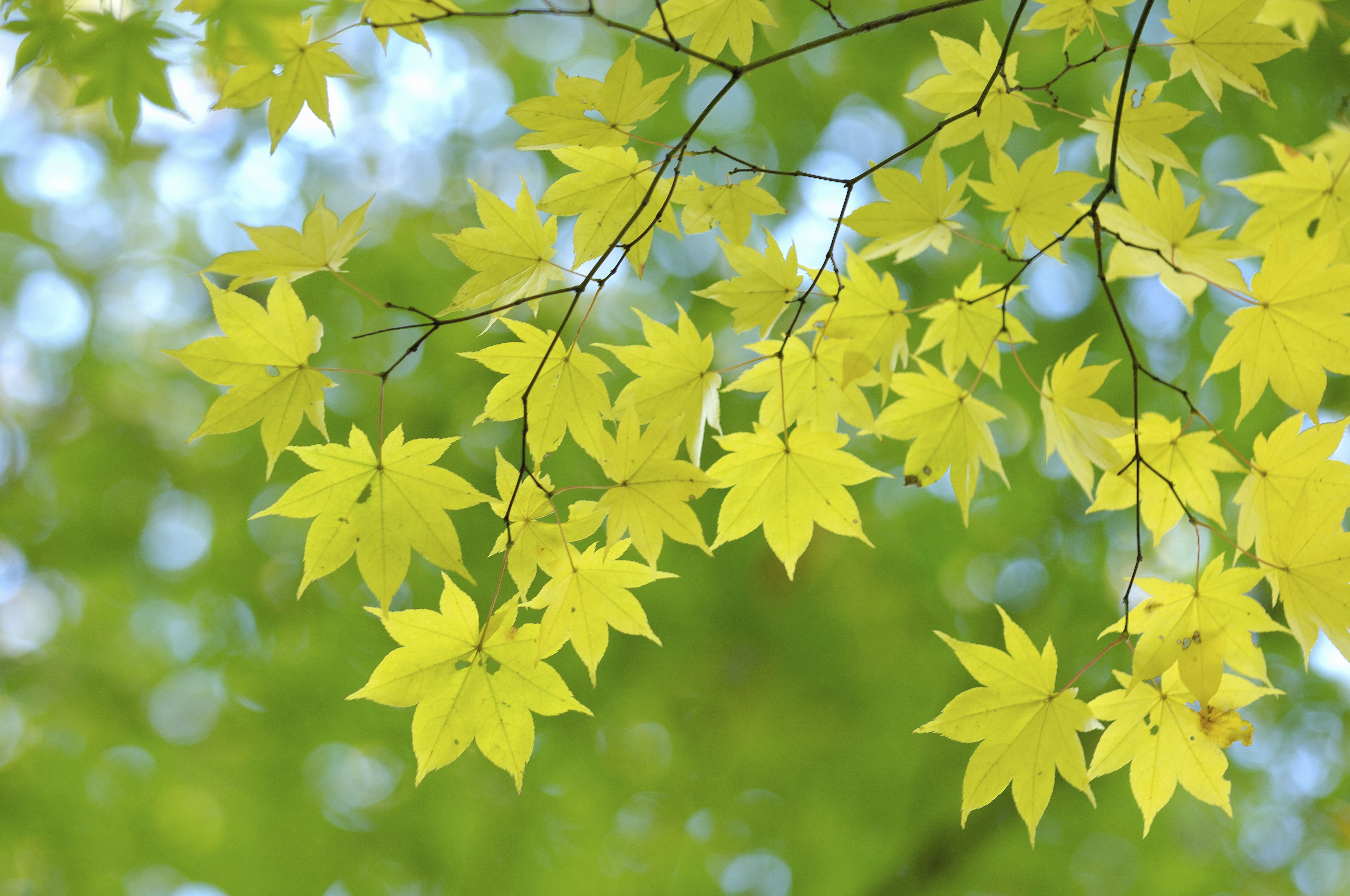Maple Maple