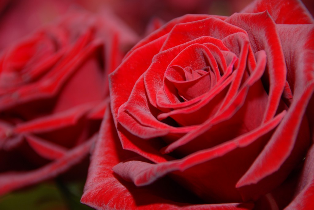 rose-1359723